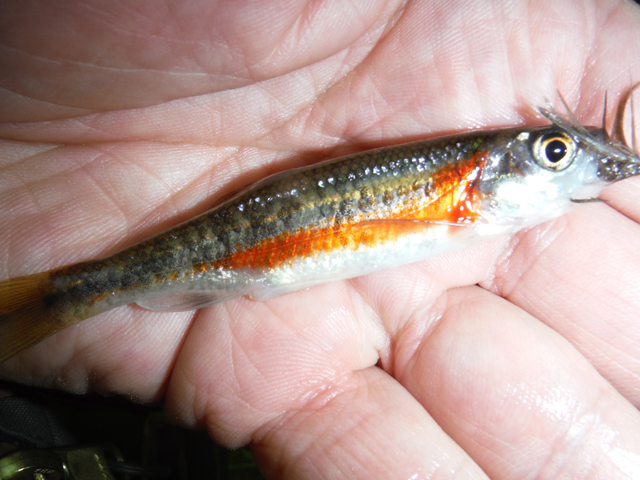 DSCF9385.jpg - Not a trout but pretty none the less.