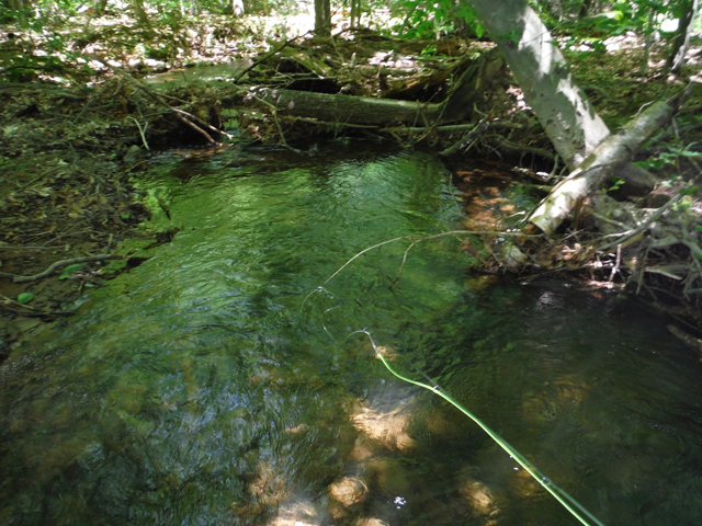 DSCF9398.jpg - This pool is where the stocker was hiding.