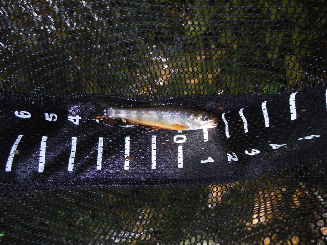 DSCF9399.jpg - Now this is our target fish.  Beautiful brook trout.