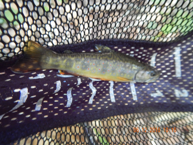 DSCN1454.jpg -                         Healthy little native.       