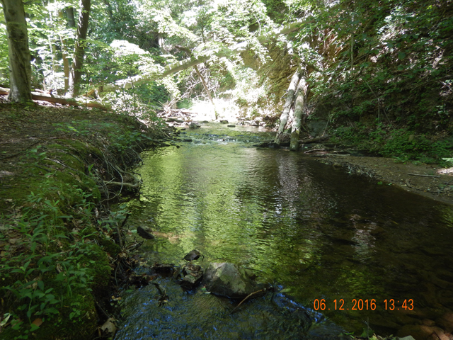 DSCN1463.jpg -                 This hole holds both stocked fish and natives alike.               