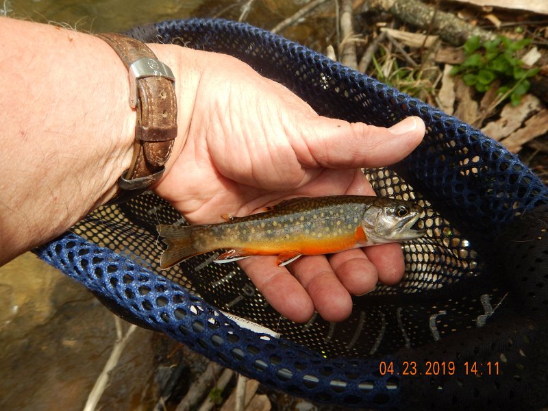 $FowlersHollowStatePark006$.jpg - Probably one of the prettiest fish of the trip.  Love the colors!