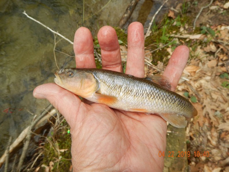 $FowlersHollowStatePark096$.jpg - This is how I thought my trip would go...how wrong could I be.  One of the few chubs we caught during 4 days of fishing.