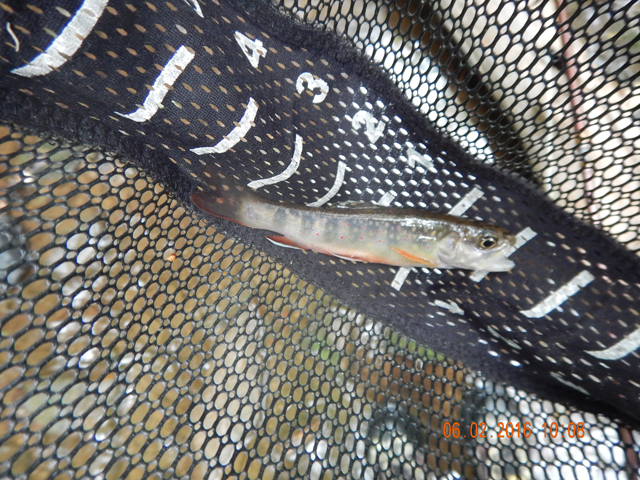 DSCN1395.jpg -                  The day started well with a small native brookie.              
