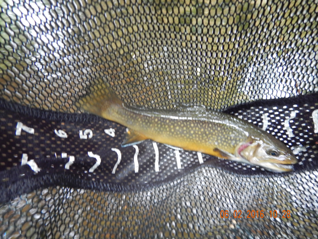DSCN1399.jpg -                          Yep, it was a stocker.  Look at the pale color and deformed fins.  It'll be a while before this one looks anything like its native brothers and sisters.      
