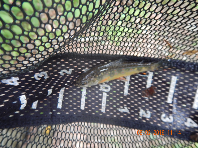 DSCN1404.jpg -              Still, the natives were there to catch.                  