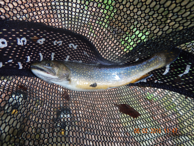 DSCN1406.jpg -                  And, yes, I did hit an occassional stocked trout.              