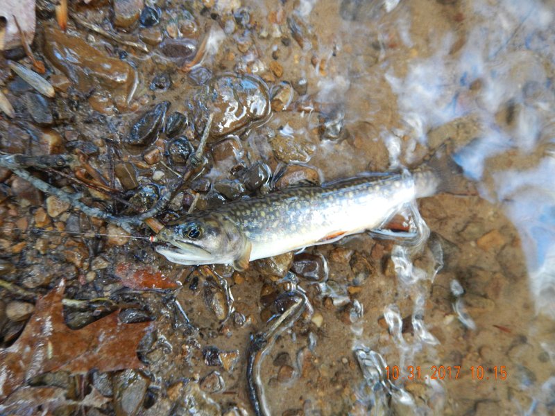 DSCN2735.jpg - First trout of the trip.  This one was from Fowlers Run directly behind the trailer.