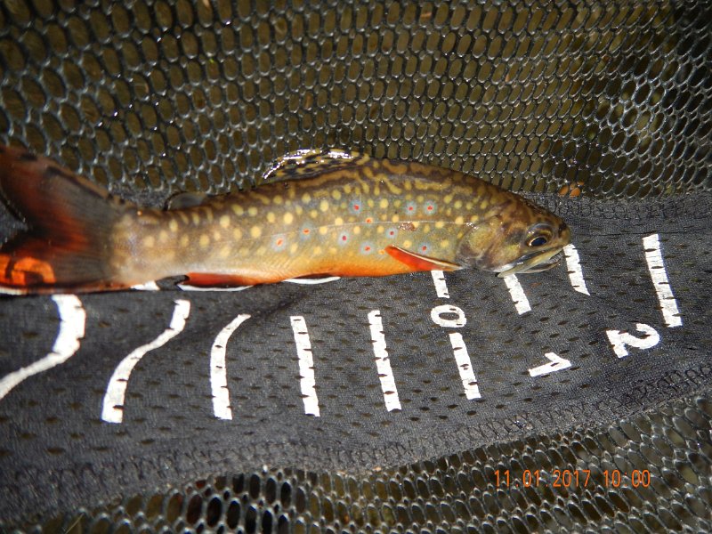 DSCN2747.jpg - Ahhh, yes.  A really pretty brookie.  Not big but it more than makes up for its size with its beauty.