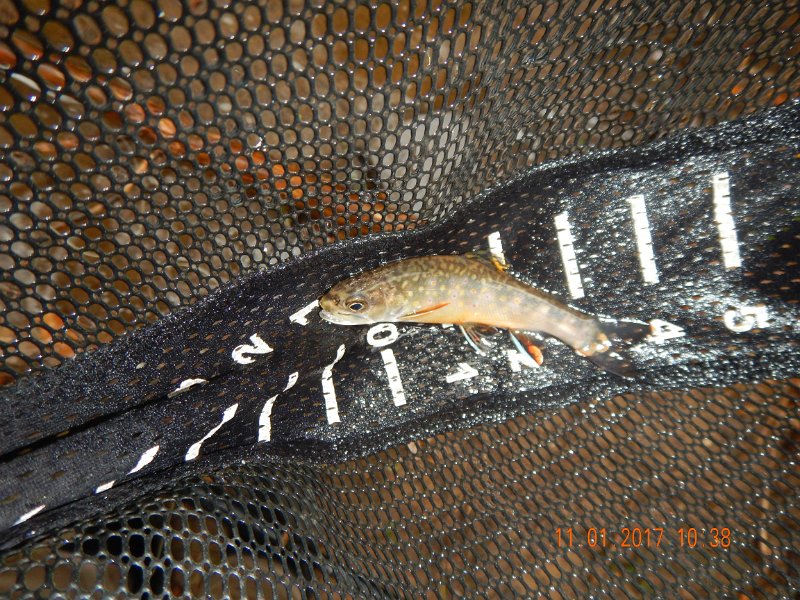 DSCN2752.jpg - That's not to say I didn't catch a few trout.  I got...and lost....my share.