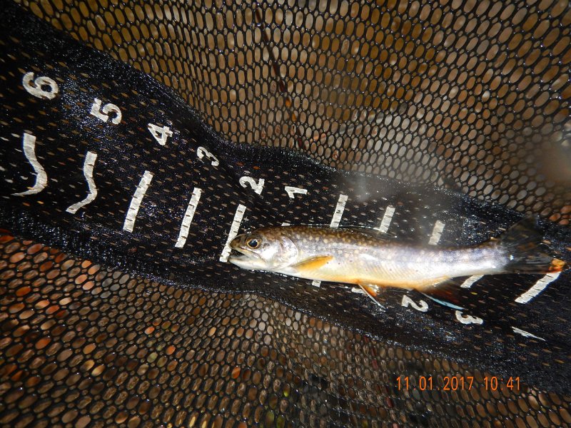 DSCN2753.jpg - Sorry for the blurry pic.  It was raining and it's tough to keep the water off the lens.