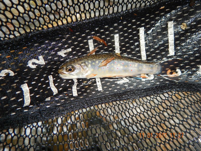 DSCN2755.jpg - Here's another little one I managed to get to the net.