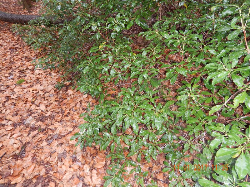 DSCN2759.jpg - Since you can't see rain or cold I thought I'd show some wet leaves to prove it was raining....and miserable.