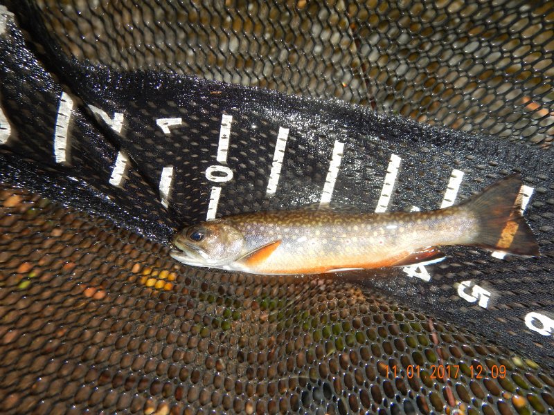 DSCN2766.jpg - Here's a nice 5-6 incher.  Would have been so nice to have these fish on dry flies instead of dredging the bottom.
