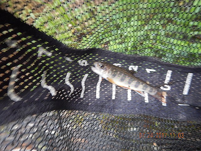 DSCN2236.jpg -                                I did get this little guy.  Photos seem blurred for some reason.  Probably in a hurry to get the fish back in the water.