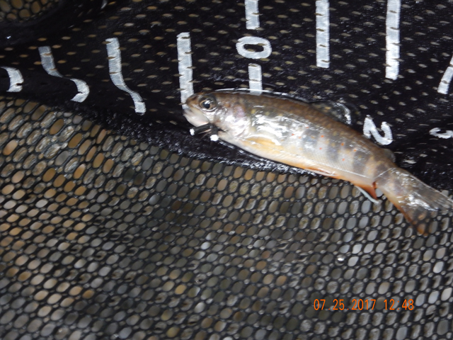 DSCN2245.jpg -                                Ed got this 4 incher on a foam ant.