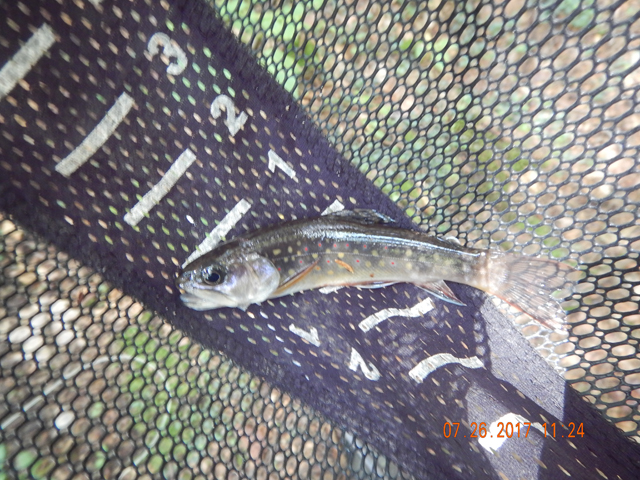 DSCN2259.jpg -                               Gary finally got this one to the net.   Most of the fish were this size. Guess the bigger ones only come out at night.