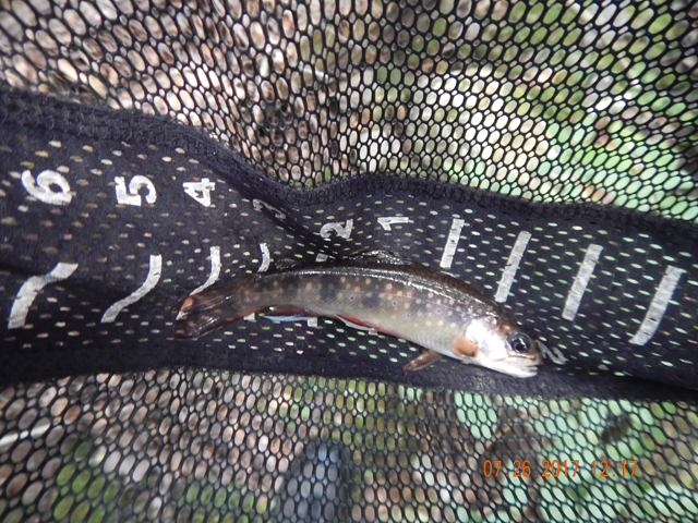 DSCN2270.jpg -                                Then I chose to fish a run that was a little more difficult to get into and I got this fish.