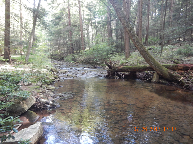 DSCN2277.jpg -                                While fishing this run on Laurel in the evening, I happened to look on the far bank and saw a porcupine.