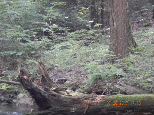 DSCN2278.jpg -                                I tried to get a pic but it was moving pretty quickly...even for a porcupine.  He is right in the middle of the picture. Looks like a rock.