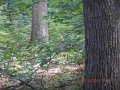 DSCN2239