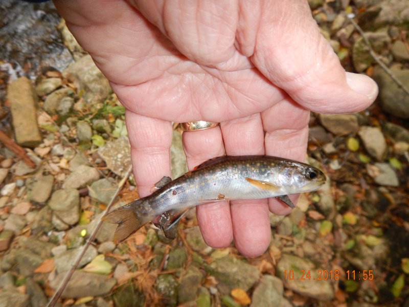 $HickoryRun009$.jpg - Fished the stretch of Hickory above the fordway.  Got into some brookies.