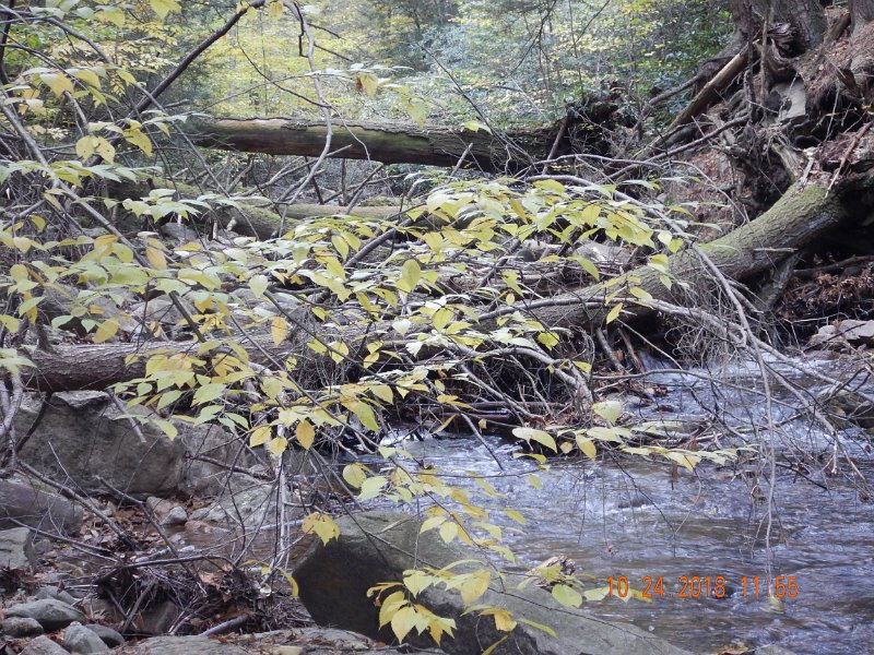 $HickoryRun012$.jpg - Crawling over and under windfalls was a real treat.