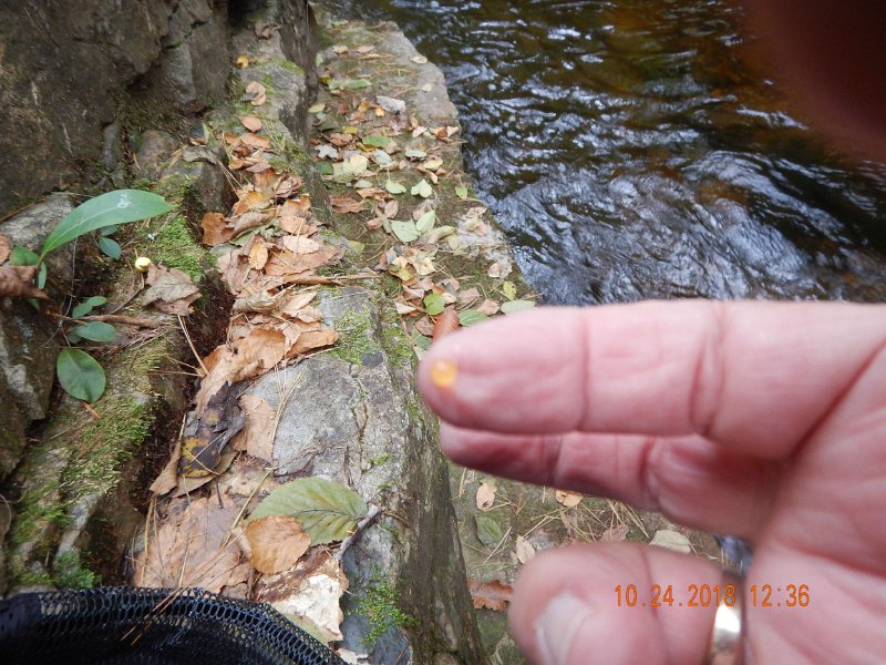 $HickoryRun018$.jpg - How 'bout this.  A brownie egg from the net after I released a fish. 