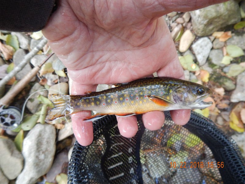 $HickoryRun030$.jpg - Another little pretty all decked out in their fall mating colors.