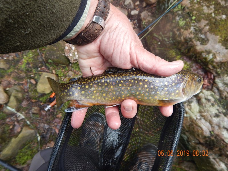 DSCN4163.JPG - Real beauty here too!  I caught some of the biggest wild brookies of the season on this trip.