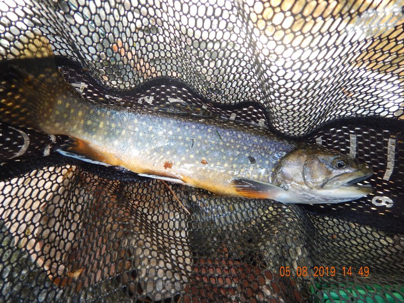 DSCN4235.JPG - What a way to end a trip.  Next three pics are of the same fish.  Caught a mile into the "Catch and Release" section of Hickory....a stocked fish?  I just don't know.