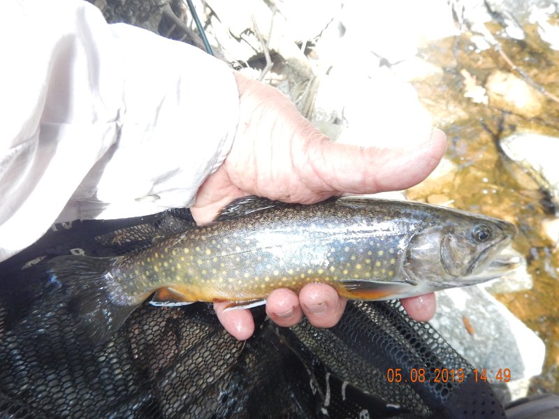 DSCN4236.JPG - Not a mark on the fish and although the camera doesn't show it the colors were vivid.