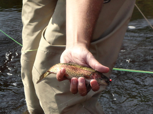DSC00984.jpg -                                Pretty rainbow.