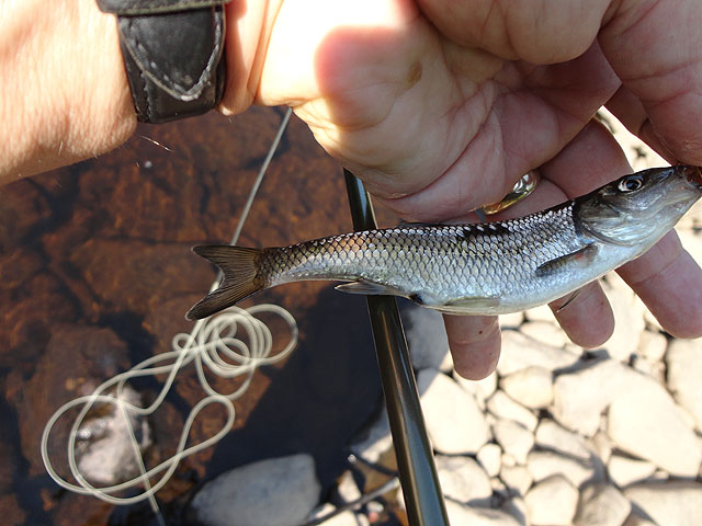 DSC00986.jpg -                                Gary was catching trout...I was getting imposters.