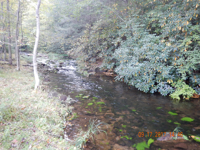 DSCN2597.jpg -                                Perhaps there was just too much vegetation or maybe the temps were too high...heck, they are fish, who knows what these fickle wild trout think.