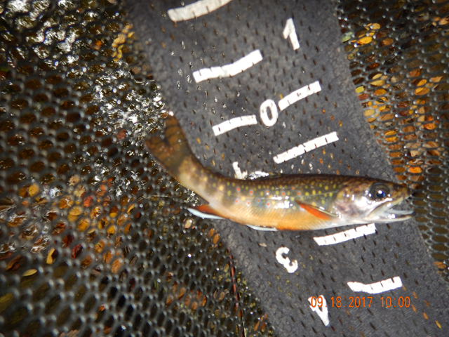 DSCN2602.jpg -                                Then, the next morning it was up to a section of the upper Hickory.  Had to find out if it was me, the location or the fish.  Caught this guy on the first cast.