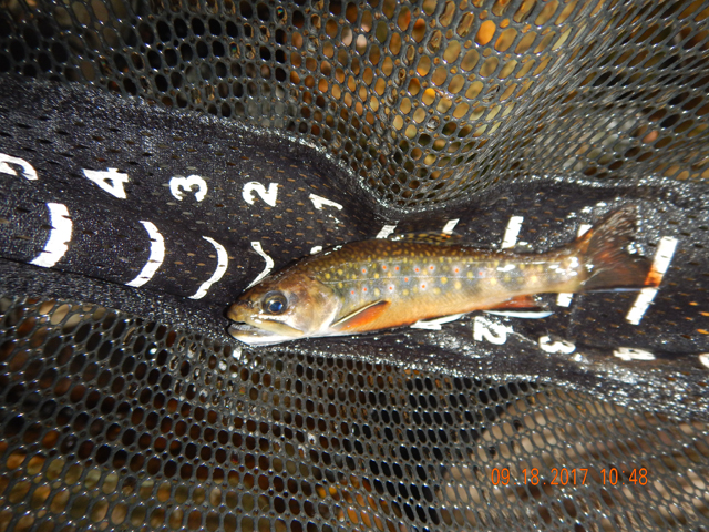 DSCN2609.jpg -                                The brookies are starting to take on their fall colors.