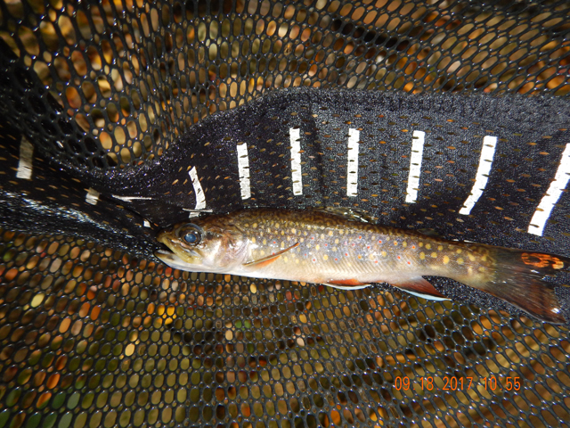 DSCN2611.jpg -                                Again, quality fish.  Not so many this day but the numbers would come tomorrow (as I was to learn).
