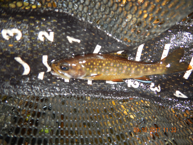 DSCN2616.jpg -                                Then, a nice 6 incher.  Turned the flash on this trip and it seemed to show the fish colors a bit better.