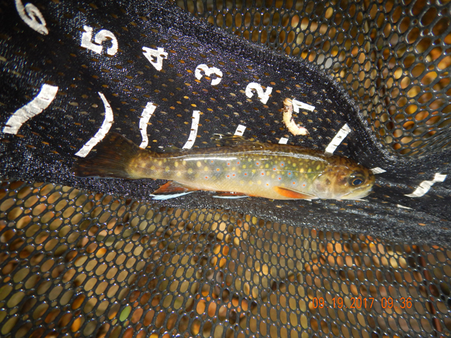 DSCN2637.jpg -                                Another 6 incher.  Yup, I knew this was going to be a day to remember.