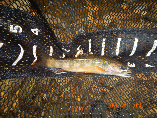 DSCN2639.jpg -                                Darn, another 7 incher.  I was catching some beauties.