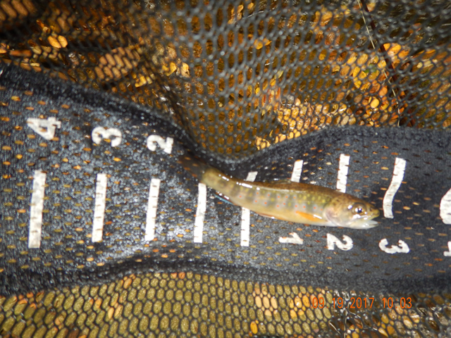 DSCN2641.jpg -                                Another fish....