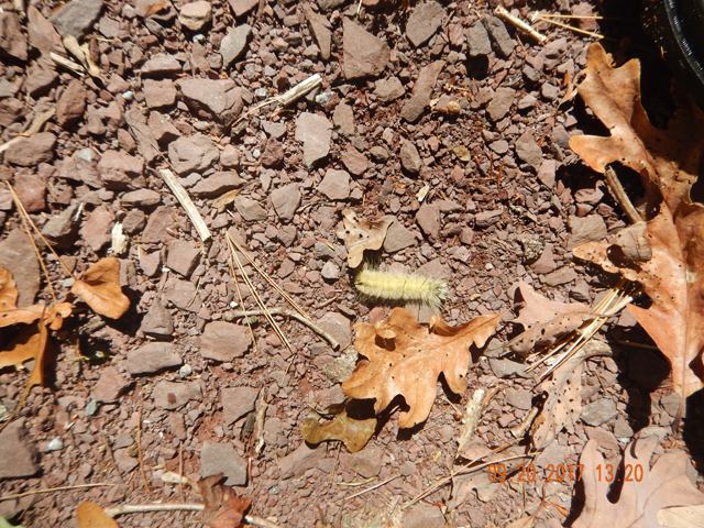 DSCN2695.jpg -                                Lastly a pic of what some think is a winter predictor.  No dark colors on this wooly worm.  Maybe a mild winter?  Weather man does not agree but I guess we will see.