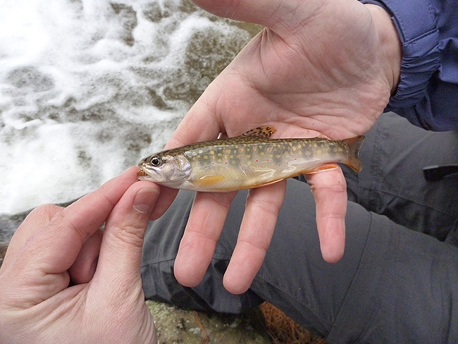 P1000684001.jpg - Stream bred Trout 3