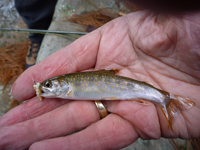 P1000686001.jpg - Stream bred Trout 4