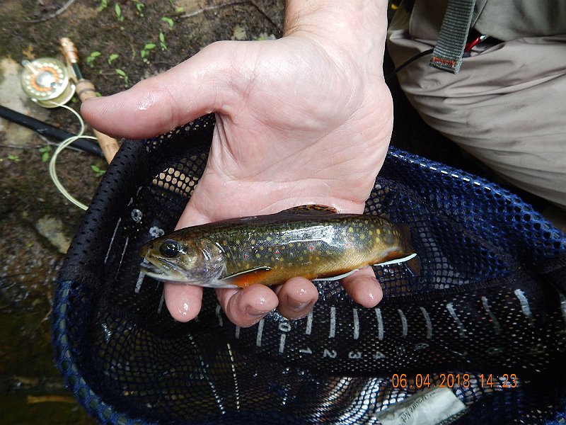-HIckory-006-.jpg - Same pic but it looks better in hand than in the net.