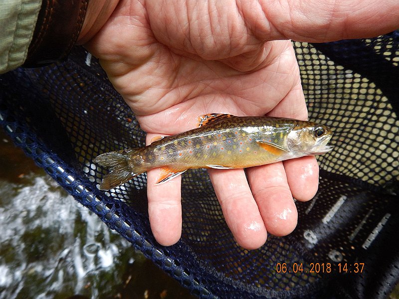 -HIckory-007-.jpg - Then Gary got another.  This was to be his day.
