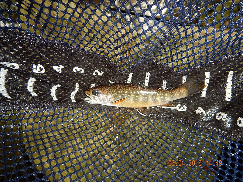 -HIckory-013-.jpg - Closer look at the fish.