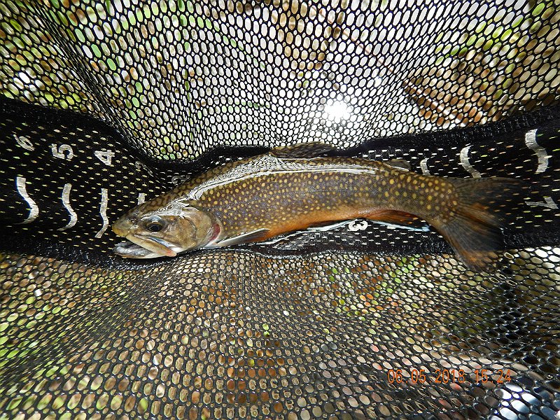 -HIckory-027-.jpg - Then another brookie. 