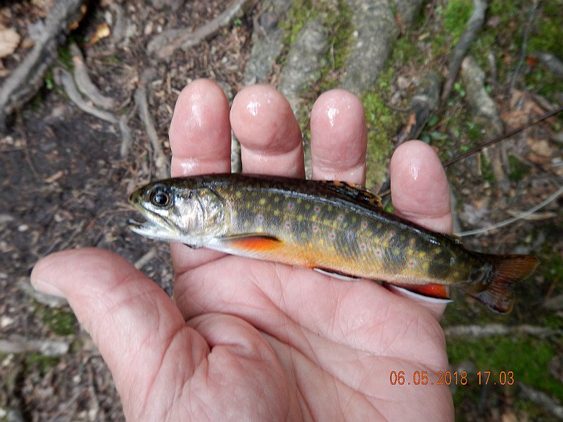 -HIckory-031-.jpg - Just like this one here.  Obvious wild brook trout from Sand Springs Run.